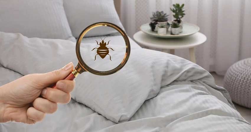 Control_Punaise_Lit_Marrakech