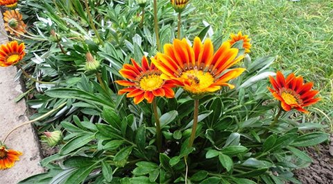 Plantation-massifs-fleurs-Marrakech480x265