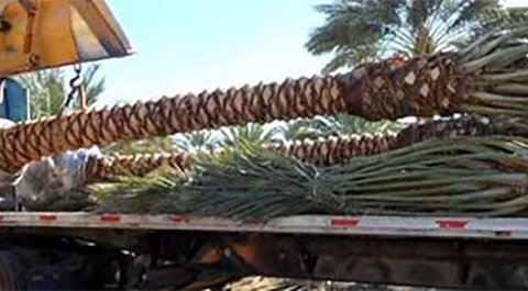 Plantation-palmiers-Marrakech1