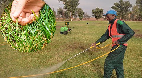 Traitement-maladies-gazon