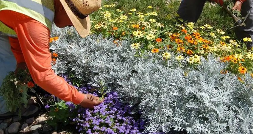 Entretien-Jardin-Marrakech