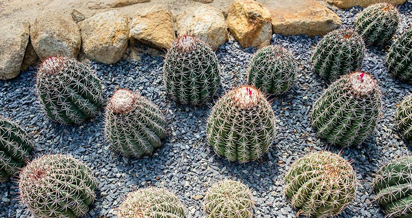 Rénovation-espace-vert-Marrakech